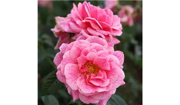 Rosa (Kletterrose) 'Camelot'