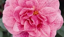 Rosa (Kletterrose) 'Camelot'
