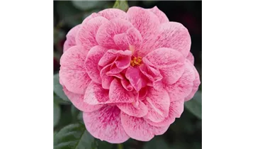 Rosa (Kletterrose) 'Camelot'