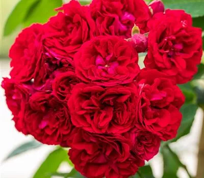 Rosa (Kletterrose) 'Chevy Chase'