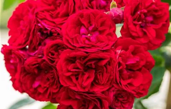 Rosa (Kletterrose) 'Chevy Chase'