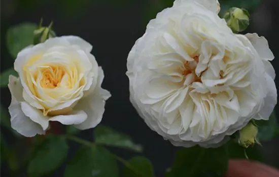 Rosa (Kletterrose) 'Clarence House'
