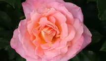 Rosa (Kletterrose) 'Compassion'®