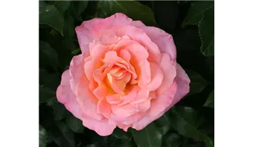 Rosa (Kletterrose) 'Compassion'®