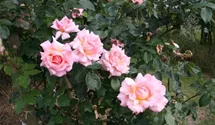 Rosa (Kletterrose) 'Compassion'®