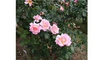 Rosa (Kletterrose) 'Compassion'®