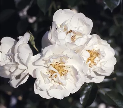 Rosa (Kletterrose) 'Direktor Benschop'