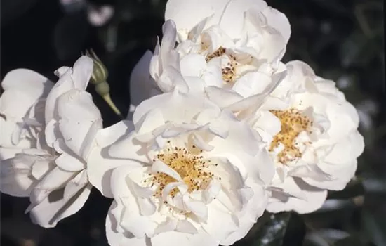 Rosa (Kletterrose) 'Direktor Benschop'