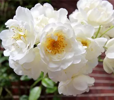 Rosa (Kletterrose) 'Direktor Benschop'