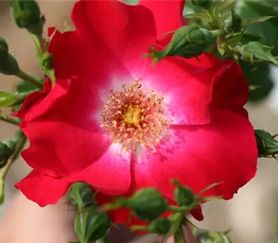 Rosa (Kletterrose) 'Dortmund'