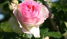Syn. 'Pierre de Ronsard'
