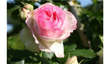 Syn. 'Pierre de Ronsard'