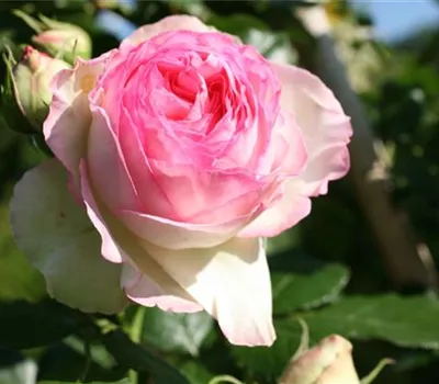 Rosa (Kletterrose) 'Eden Rose'® Rosa (Kletterrose) 'Eden Rose'®