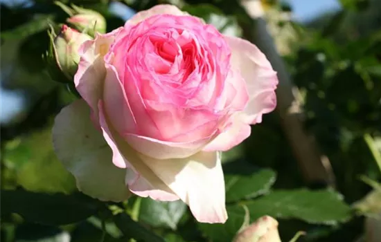 Rosa (Kletterrose) 'Eden Rose'®