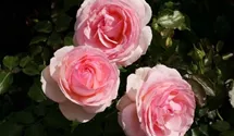 Syn. 'Pierre de Ronsard'