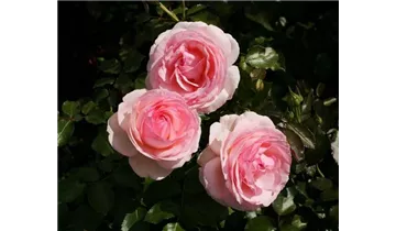 Syn. 'Pierre de Ronsard'