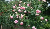 Syn. 'Pierre de Ronsard'