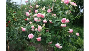Syn. 'Pierre de Ronsard'