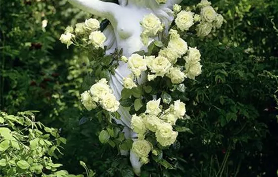 Rosa (Kletterrose) 'Elfe'®