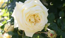 Syn. 'Francine Jordi'