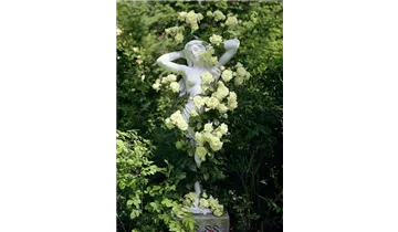 Syn. 'Francine Jordi'