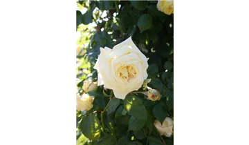 Syn. 'Francine Jordi'