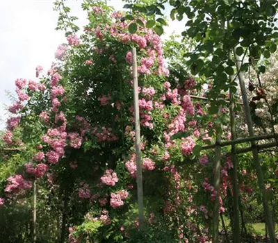 Rosa (Kletterrose) 'Evangeline'