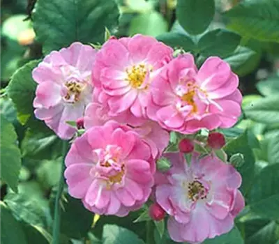 Rosa (Kletterrose) 'Evangeline'