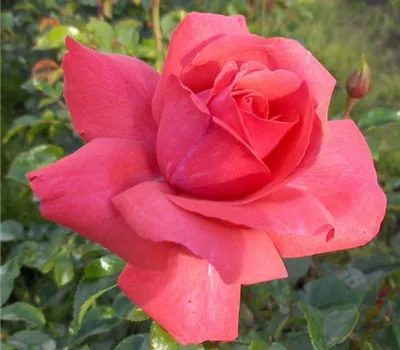 Rosa (Kletterrose) 'Fassadenzauber'