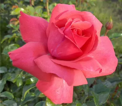 Rosa (Kletterrose) 'Fassadenzauber'