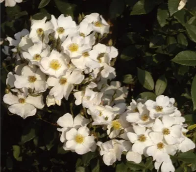 Rosa (Kletterrose) 'Filipes Kiftsgate'