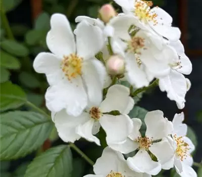 Rosa (Kletterrose) 'Filipes Kiftsgate'