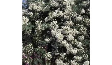 Rosa (Kletterrose) 'Filipes Kiftsgate'