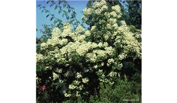 Rosa (Kletterrose) 'Filipes Kiftsgate'