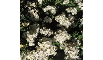 Rosa (Kletterrose) 'Filipes Kiftsgate'