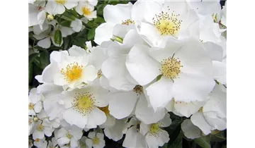 Rosa (Kletterrose) 'Filipes Kiftsgate'