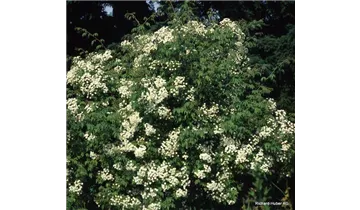 Rosa (Kletterrose) 'Filipes Kiftsgate'