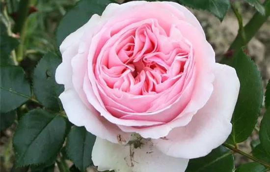 Rosa (Kletterrose) 'Giardina'®