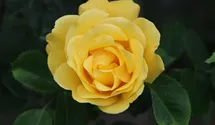 Rosa (Kletterrose) 'Golden Gate'®