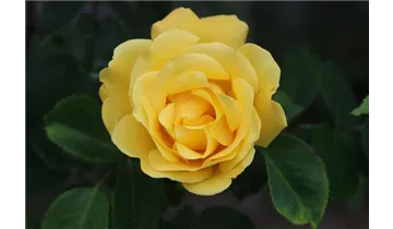 Rosa (Kletterrose) 'Golden Gate'®
