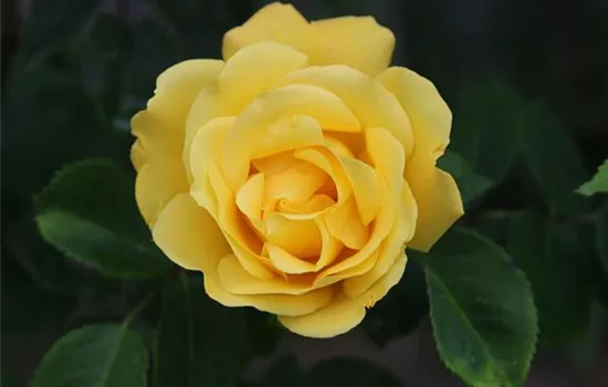 Rosa (Kletterrose) 'Golden Gate'®