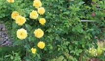 Rosa (Kletterrose) 'Golden Gate'®