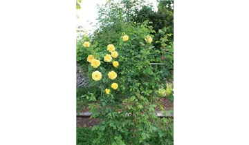 Rosa (Kletterrose) 'Golden Gate'®