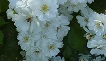 Rosa (Kletterrose) 'Guirlande d'Amour'