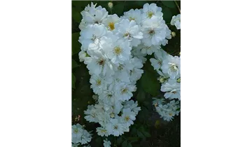 Rosa (Kletterrose) 'Guirlande d'Amour'