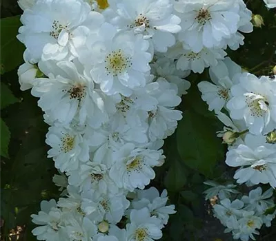 Rosa (Kletterrose) 'Guirlande d'Amour' Rosa (Kletterrose) 'Guirlande d'Amour'