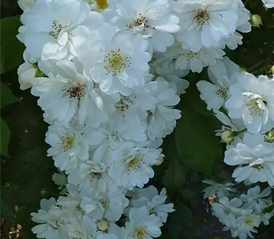 Rosa (Kletterrose) 'Guirlande d'Amour'