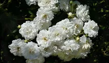 Rosa (Kletterrose) 'Guirlande d'Amour'