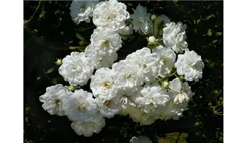 Rosa (Kletterrose) 'Guirlande d'Amour'