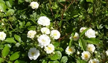 Rosa (Kletterrose) 'Guirlande d'Amour'
